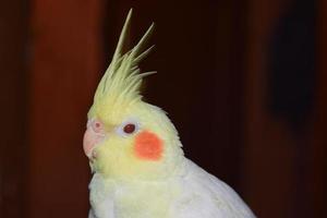 yellow parrot corella with a tuft photo