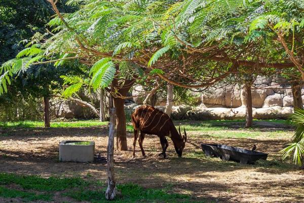 Togo National Park Stock Photos - Bongo In The Park Photo
