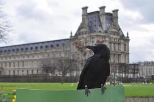 cuervo animal de clase aves aves foto