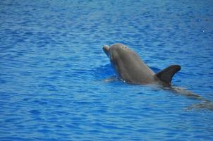 Dolphin mammal animal photo
