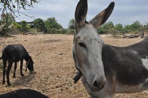 donkey mammal animal photo