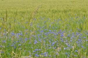 Green grass meadow background photo