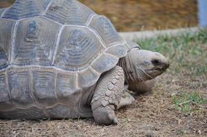 aldabra tortuga gigante reptil animales foto