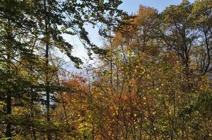 autumn tree leaves background photo