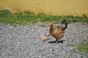 hen bird animal photo