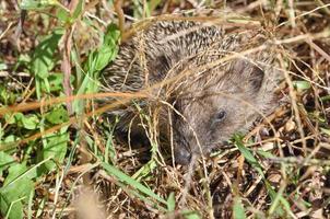 Hedgehog Erinaceomorpha Erinaceinae Erinaceidae spiny mammal ani photo