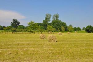 Round hay bales in a field