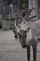 Deer mammal animal photo