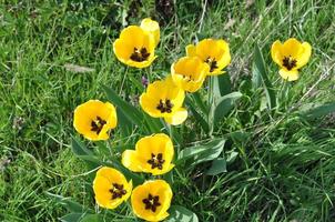 género de flores papaver de la familia de las amapolas papaveraceae foto