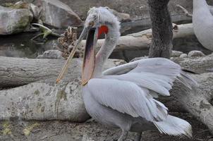 Pelican bird animal photo