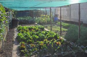 greenhouse for vegetables