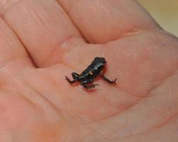 pequeña rana comúnmente conocida como la rana del estanque en una mano foto