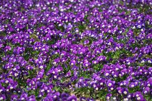 purple violet flower photo