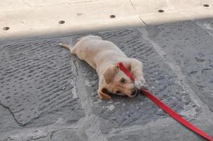 Labrador Domestic dog aka Canis lupus familiaris animal part of photo