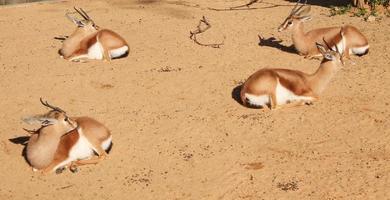 gacela antílope gazella mamíferos animales foto