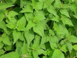 urtica dioica, también conocida como ortiga, planta herbácea perenne foto