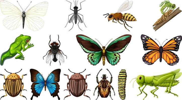 Different insects collection isolated on white background