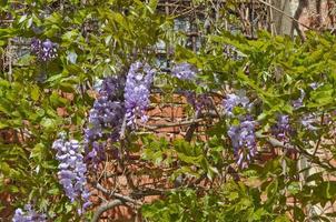 wisteria wistaria planta con flores en la familia de los guisantes fabaceae foto