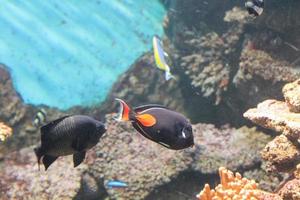 Fish in aquarium photo