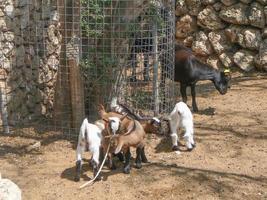 The domestic goat aka Capra aegagrus hircus is a subspecies dome photo