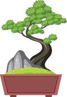 Bonsai tree in pot on white background vector