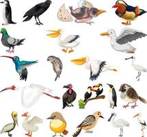 diferentes tipos de colección de aves vector