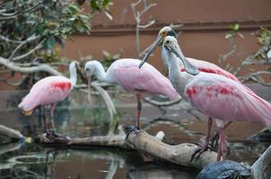 Greater Flamingo bird animal photo