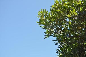 Nerium Oleander - Plantae Angiosperms Eudicots Asterids Gentiana photo