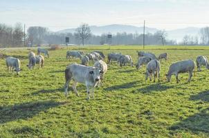 vacas de ganado en la hierba en un prado foto