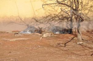 Kangaroo mammal animal photo