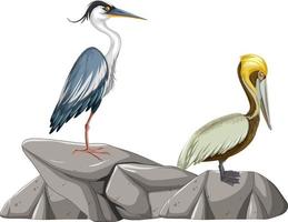 Two birds standing on the rock vector