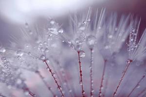 gotas de lluvia en la semilla de flor de diente de león en días lluviosos en primavera foto