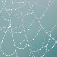 raindrops on the spider web in rainy days photo