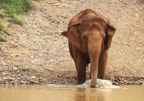 Elephants are foraging in the nature and rivers of northern Thailand. photo