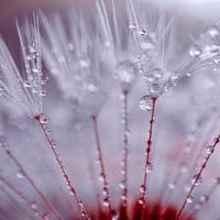 gotas de lluvia en la semilla de flor de diente de león en días lluviosos en primavera foto