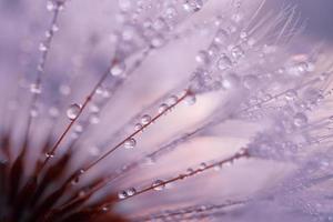 gotas de lluvia en la semilla de flor de diente de león en días lluviosos en primavera foto