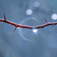 gota en la rama del árbol en días lluviosos en la temporada de otoño foto