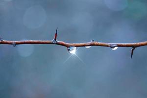 drop on the tree branch in rainy days in autumn season photo