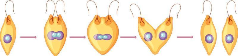 Asexual reproduction fragmentation diagram vector