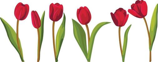 Set of red tulips. Vector illustration