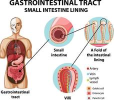 diagrama que muestra el tracto gastrointestinal vector