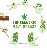 Cannabis plant life cycle vector