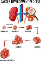 Diagram showing cancer development process vector