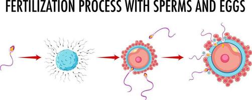 diagrama que muestra el proceso de fertilización con espermatozoides y óvulos vector