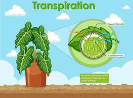 diagrama que muestra la transpiración en la planta vector