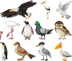 diferentes tipos de colección de aves