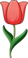 Red tulip with green leaves vector