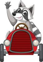Raccoon riding in red car vector