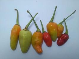 Chili pepper is isolated on a white background. photo