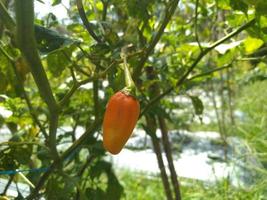 closeup chili peppers on the tree in the garden show the agriculture industry photo